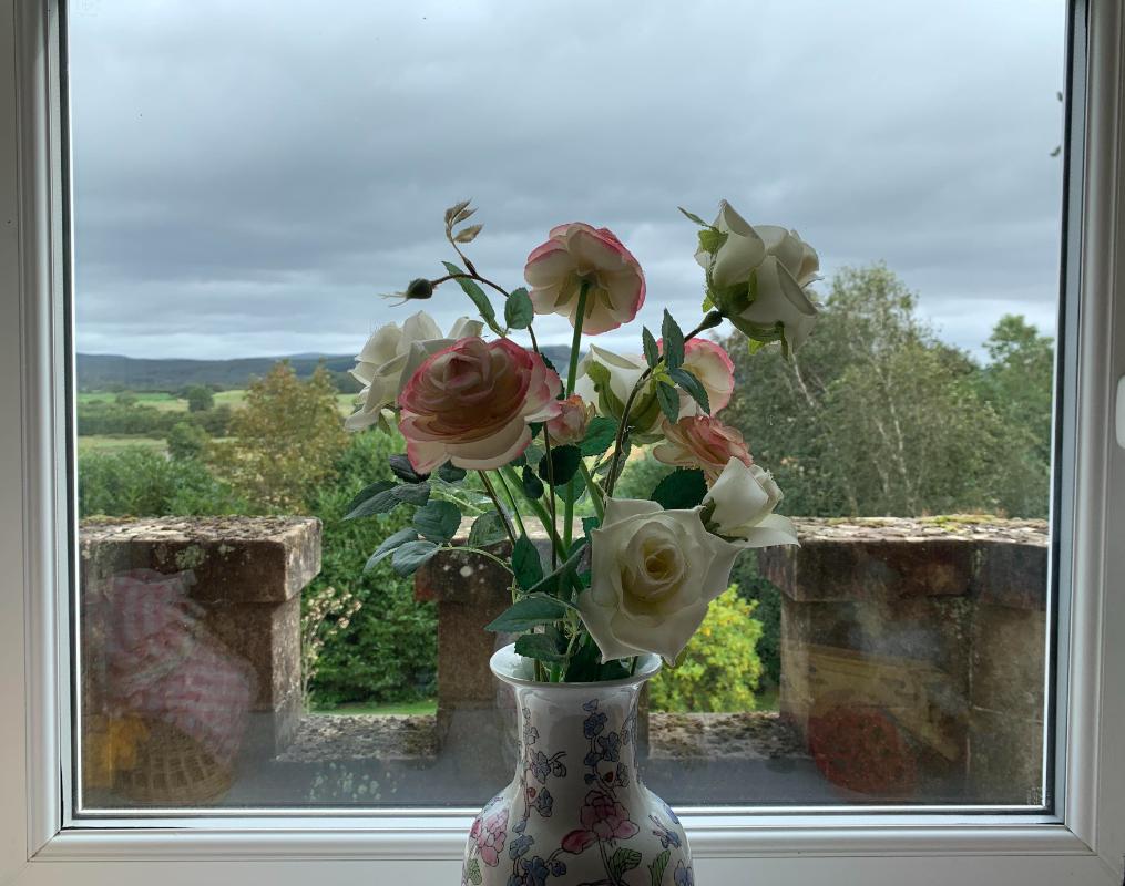 flowers on window sill